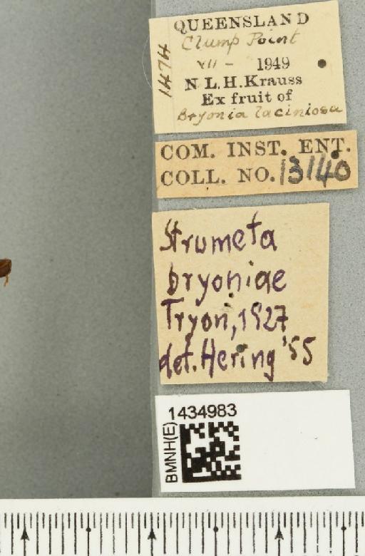 Bactrocera (Bactrocera) bryoniae (Tryon, 1927) - BMNHE_1434983_label_28448