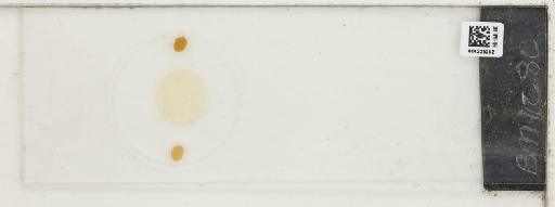 Plantae Haeckel - 014225252_289748_4514081