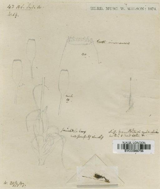 Dicranoweisia indica (Wilson) Paris - BM000965735
