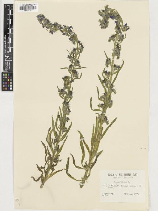 Echium vulgare L. - BM001037491