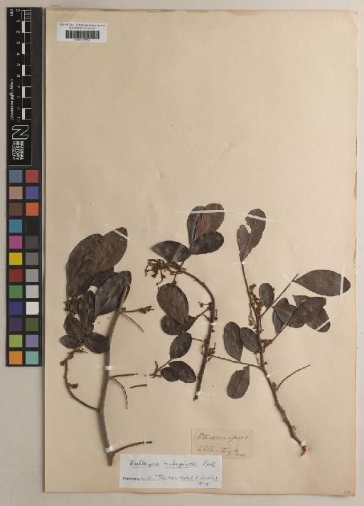 Dalbergia rubiginosa Roxb. - BM001217753