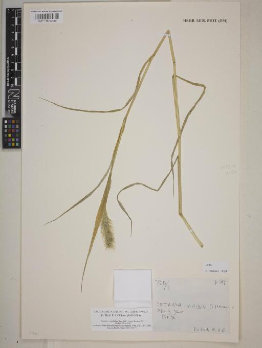 Setaria viridis (L.) P.Beauv. - BM013834186