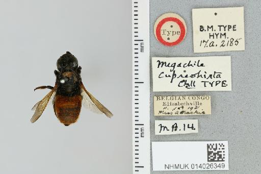 Chalicodoma cupreohirta Cockerell, 1933 - 014026349_835586_1629413-