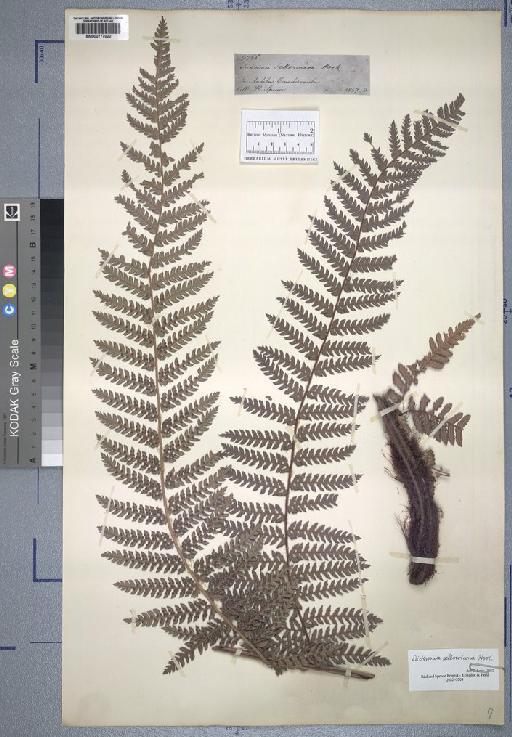 Dicksonia karsteniana (Klotzsch) T.Moore - Spruce - BM000777020