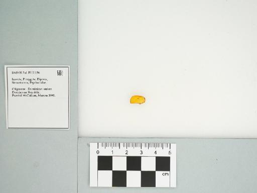 Psychodidae - 014709770____