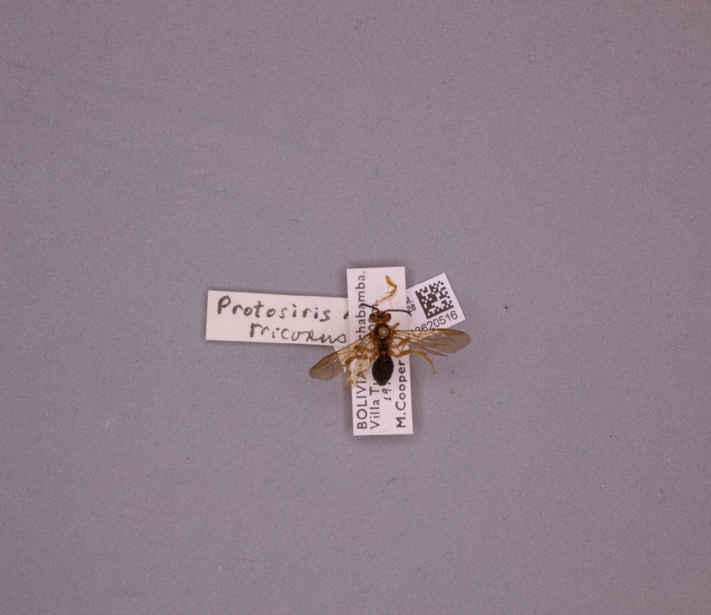 Protosiris tricosus