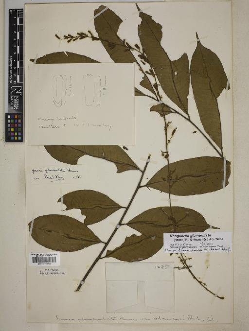 Neoguarea glomerulata (Harms) Koenen & J.J.de Wilde - BM000799648