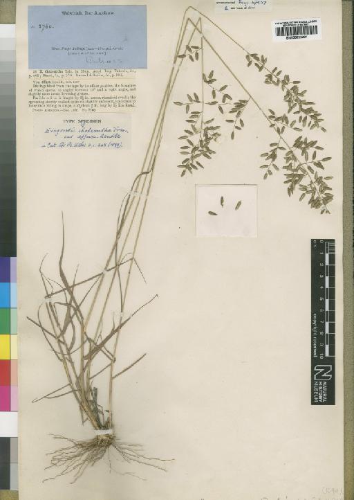 Eragrostis chalcantha var. effusa Rendle - BM000922981