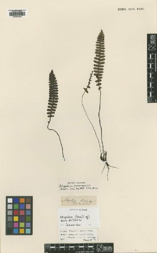 Blechnum penna-marina (Poir.) Kuhn - BM000769833