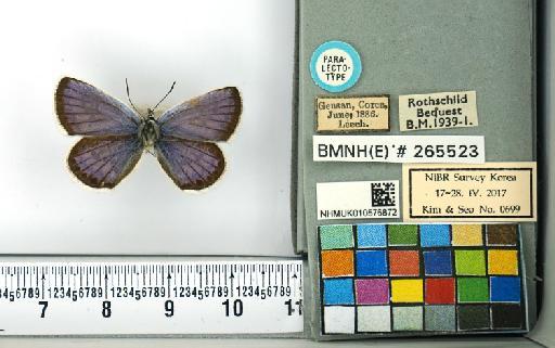 Plebejus argus (Linnaeus, 1758) - NHMUK010576872_Plebejus_argus_(Linnaeus)_Paralectotype_dorsal