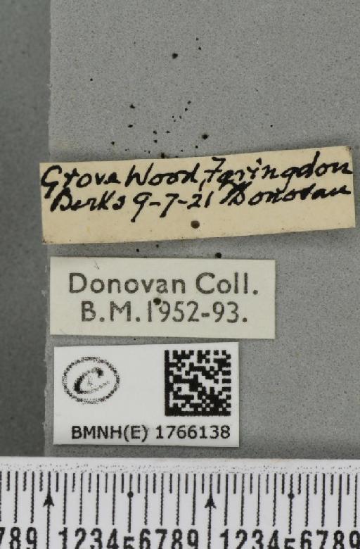 Dysstroma citrata citrata (Linnaeus, 1761) - BMNHE_1766138_label_352472