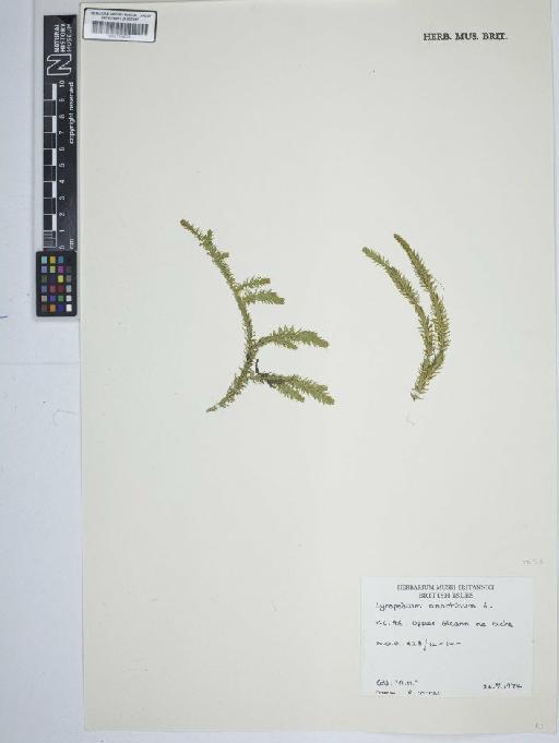 Lycopodium annotinum L. - BM001184431