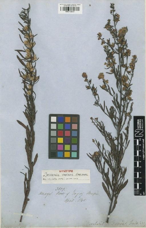 Baccharis varians Gardner - BM001125010