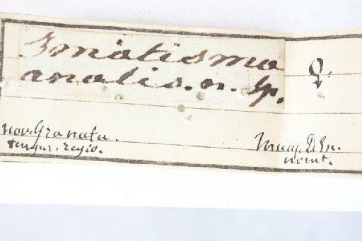 Mallota analis (Macquart, 1846) - Mallota analis HT labels1