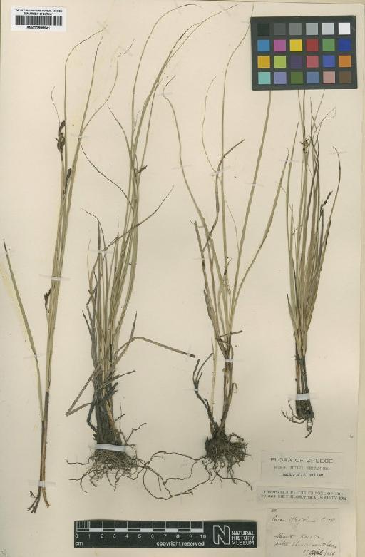 Carex illegitima Ces. - BM000895941