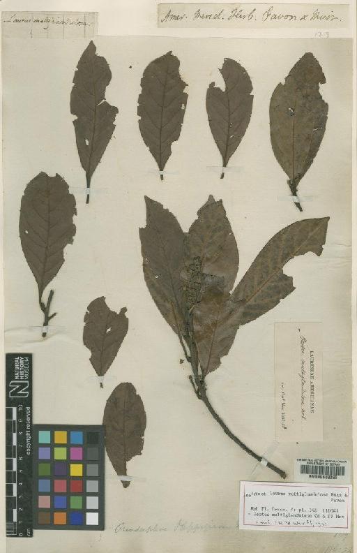 Ocotea multiglandulosa (Ruiz & Pav.) Mez - BM000603366