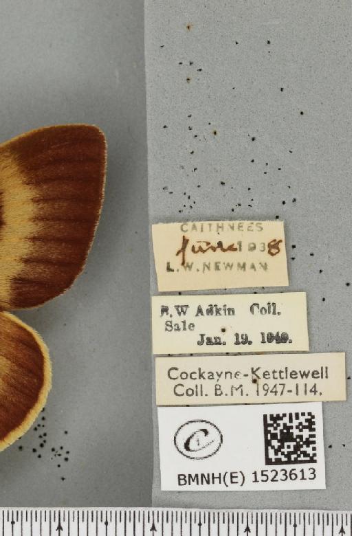 Lasiocampa quercus callunae ab. olivaceofasciata Cockerell, 1889 - BMNHE_1523613_label_193447