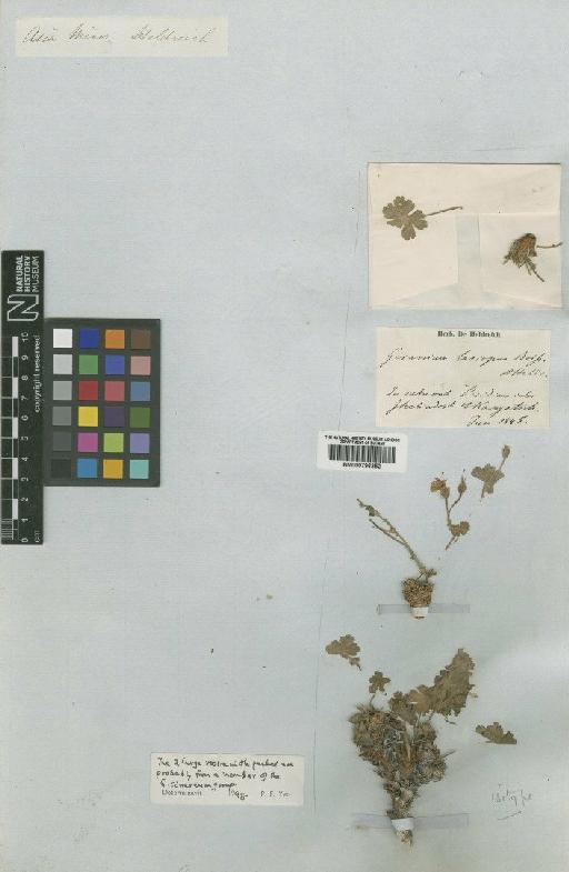 Geranium lasiopus Boiss. & Heldr. - BM000796352