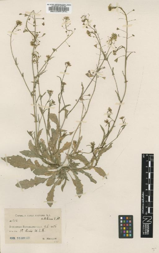 Capsella bursa-pastoris (L.) Medik. - BM000582826