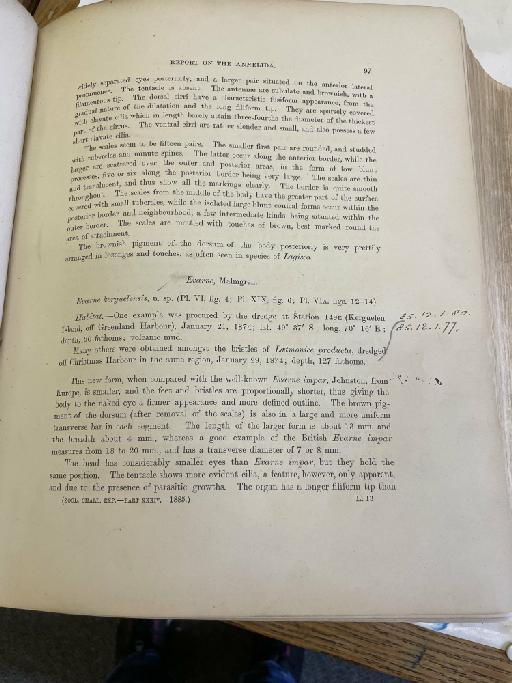 Lagisca magellanica McIntosh, 1885 - Challenger Polychaete Scans of Book 53