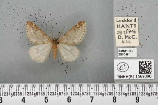 Alsophila aescularia (Denis & Schiffermüller, 1775) - BMNHE_1569098_278740