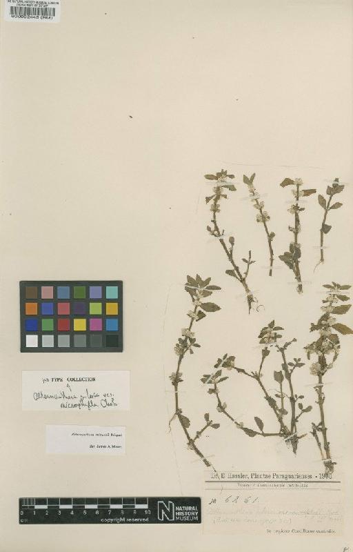 Alternanthera pilosa var. microphylla Chodat - BM000092445