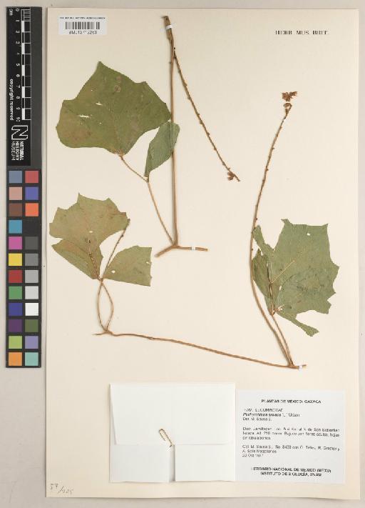 Pachyrhizus erosus (L.) Urb. - BM013712263