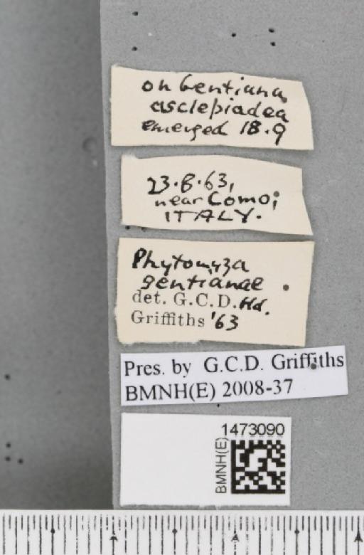 Chromatomyia gentianae (Hendel, 1920) - BMNHE_1473090_label_48364