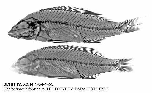 Haplochromis formosus Trewavas, 1935 - BMNH 1935.6.14.1454-1455, Haplochromis formosus, LECTOTYPE & PARALECTOTYPE, Radiograph