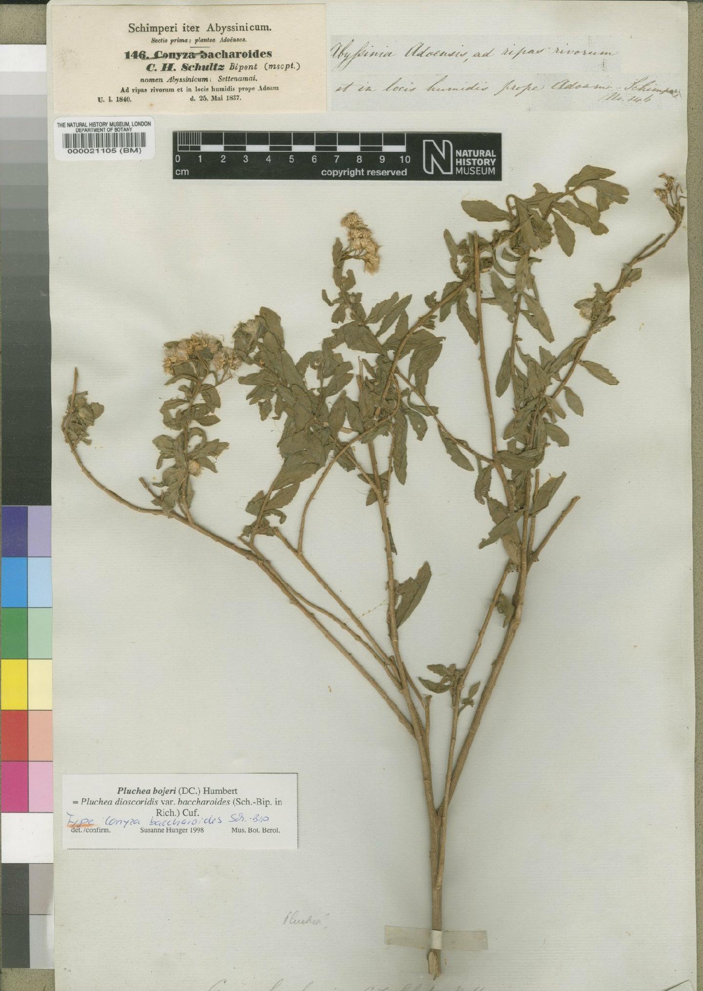 To NHMUK collection (Pluchea bojeri (DC.) Humbert; Type; NHMUK:ecatalogue:4528544)