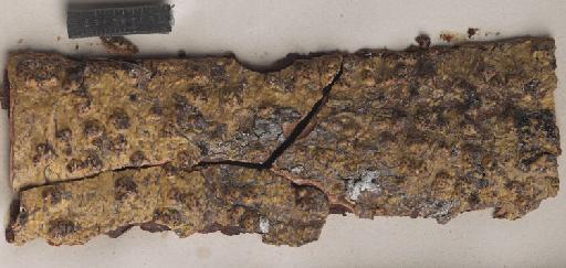 Cryptothelium subvariatum (Müll.Arg.) Zahlbr. - BM001097207_a.tif