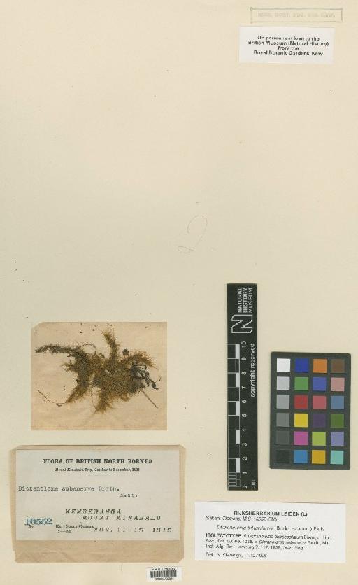 Dicranoloma billardieri (Brid.) Paris - BM000729392