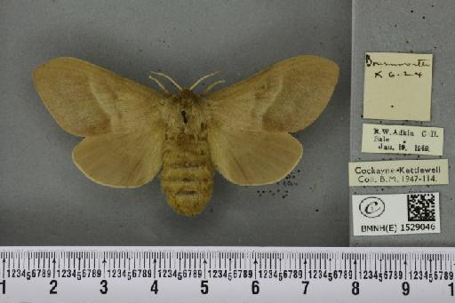 Macrothylacia rubi ab. cervina-approximata Tutt, 1902 - BMNHE_1529046_196575