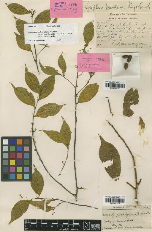 Symplocos ophirensis subsp. perakensis King & Gamble - BM000997560