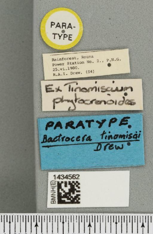 Bactrocera (Bactrocera) tinomiscii Drew, 1989 - BMNHE_1434562_label_28506