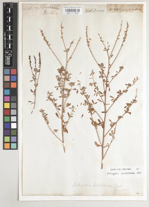 Astragalus melilotoides Pall. - BM013717970