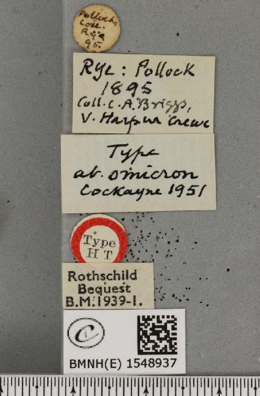 Cymatophorina diluta hartwiegi ab. omicron Cockayne, 1951 - BMNHE_1548937_label_237870