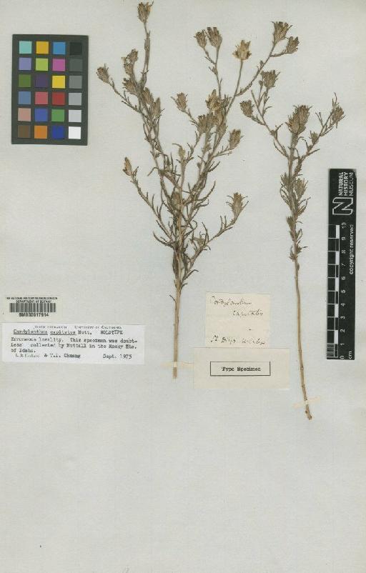 Cordylanthus capitatus Nutt - BM000617914