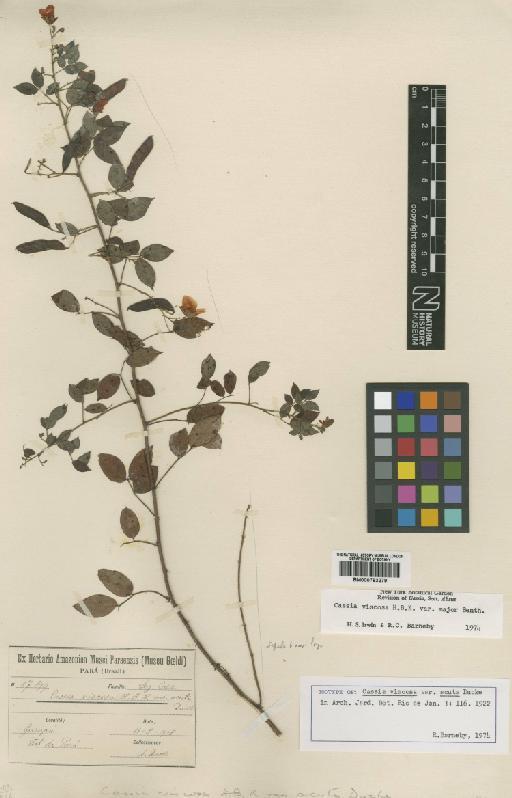 Chamaecrista viscosa var. major (Benth.) H.S.Irwin & Barneby - BM000793279