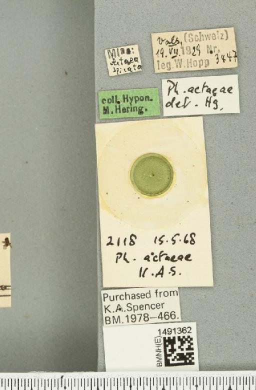 Phytomyza actaeae Hendel, 1922 - BMNHE_1491362_label_53012