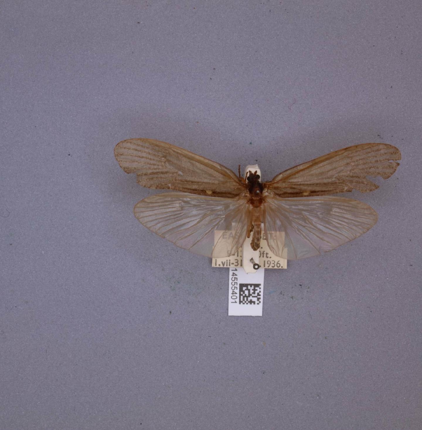 Pseudostenophylax amplus