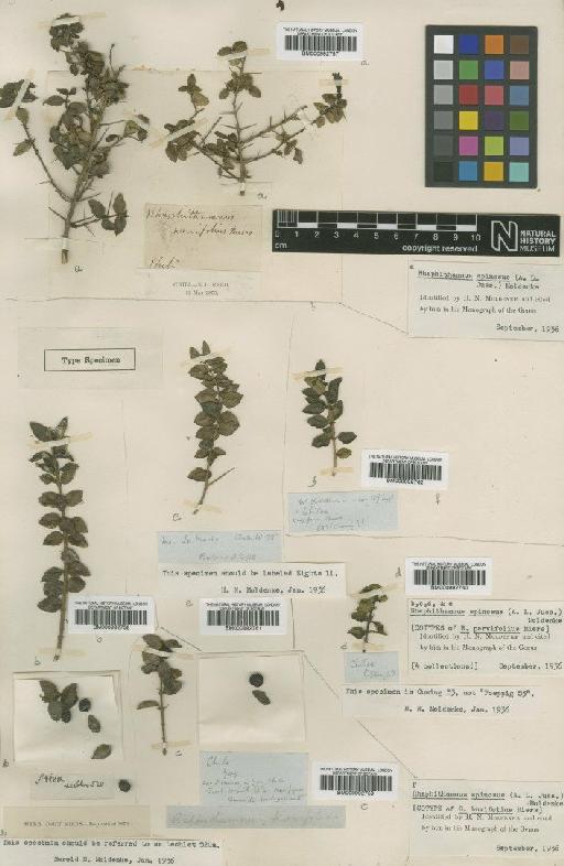 Rhaphithamnus spinosus (A.Juss.) Moldenke - BM000992760