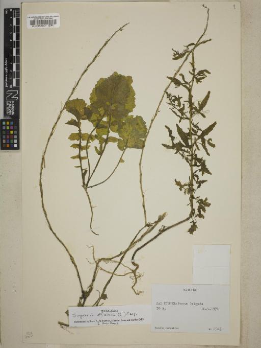 Sisymbrium officinale (L.) Scop. - BM000588031