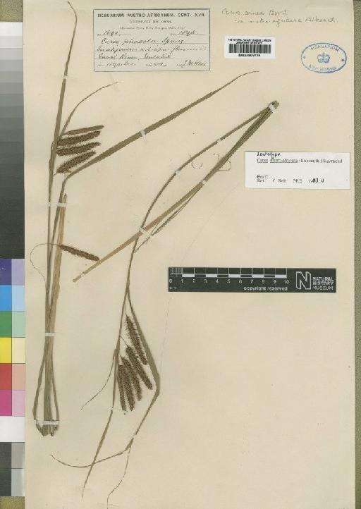 Carex austroafricana (Kük.) Raymond - BM000922729