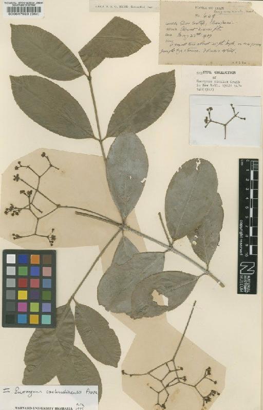 Euonymus cochinchinensis Pierre - BM000047923