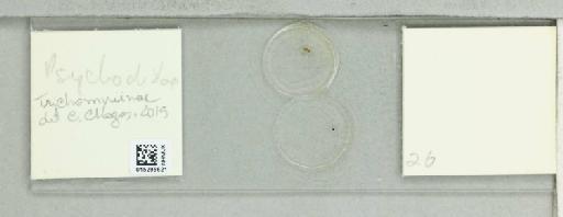 Trichomyia Haliday - 015295621_811541_297689_None_NoStatus