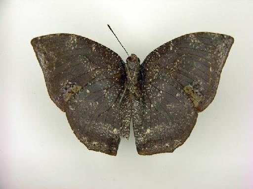 Memphis nenia nenia (Druce, 1877) - BMNH(E) 1054503 Memphis nenia nenia  ST male ventral