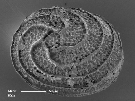 Nitella tasmanica F.Muell. ex A.Braun - OosporeBase