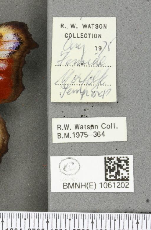 Aglais io (Linnaeus, 1758) - BMNHE_1061202_label_21718