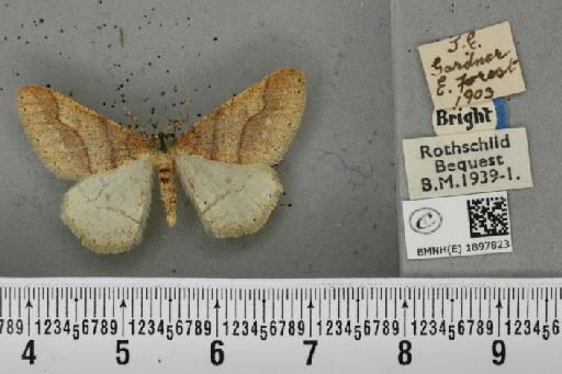 Agriopis marginaria ab. signata Lempke, 1952 - BMNHE_1897823_464688